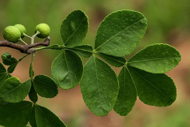 Critopsis : l’arbre aux vertues aphrodisiaques disparait