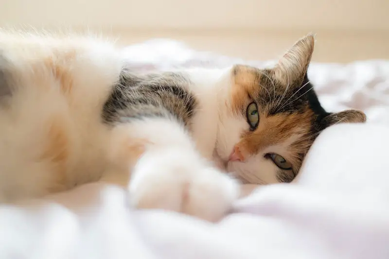 chat posé sur une couette blanche