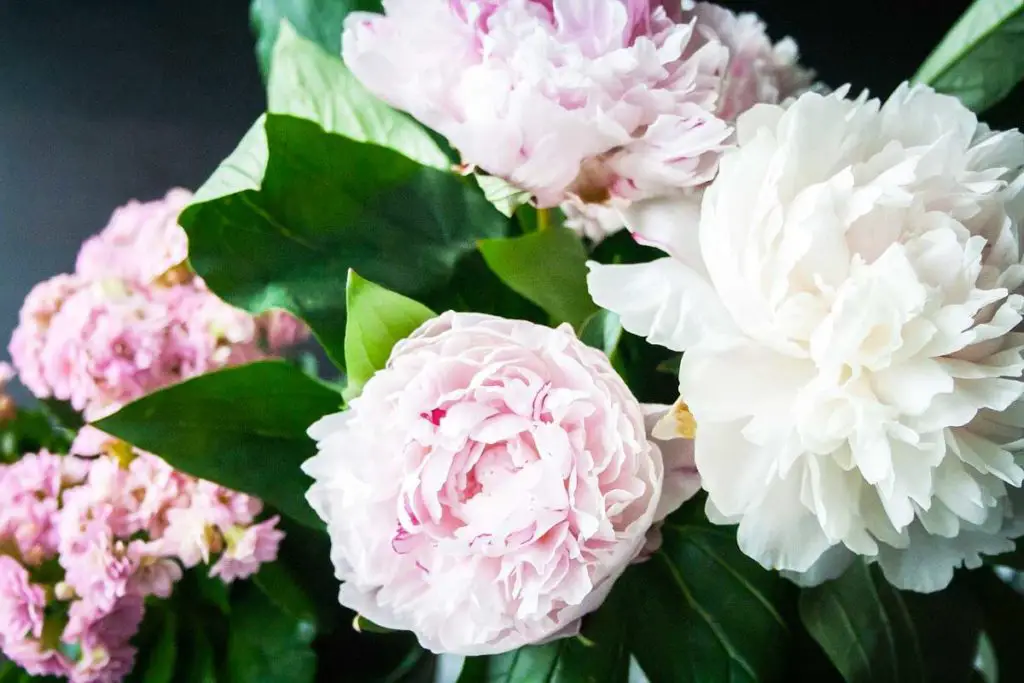 La pivoine, une des fleurs stars de la Fête des Mères