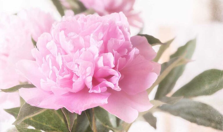 pivoine-fleur-saison-mai